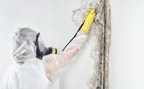 Mold Documentation for Insurance Claims in Sheffield, OH